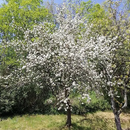 Riedbach In Mutters 公寓 因斯布鲁克